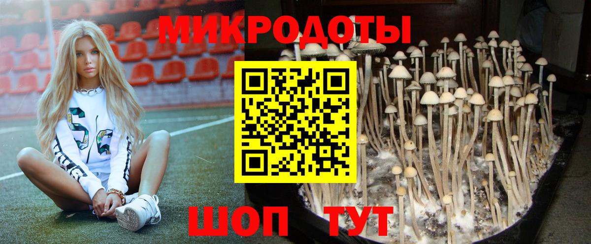 Галлюциногенные грибы Psilocybine cubensis Новосибирск